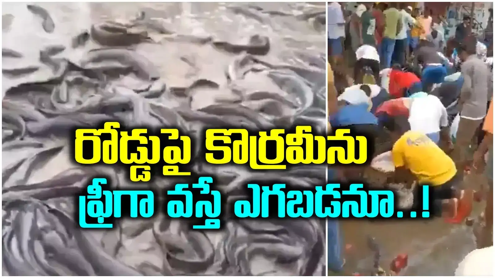 రోడ్డంతా 'కొర్రమీను' చేపలు.. ఎగబడిన జనం.. పట్టుకున్నోడికి పట్టుకున్నన్ని..!