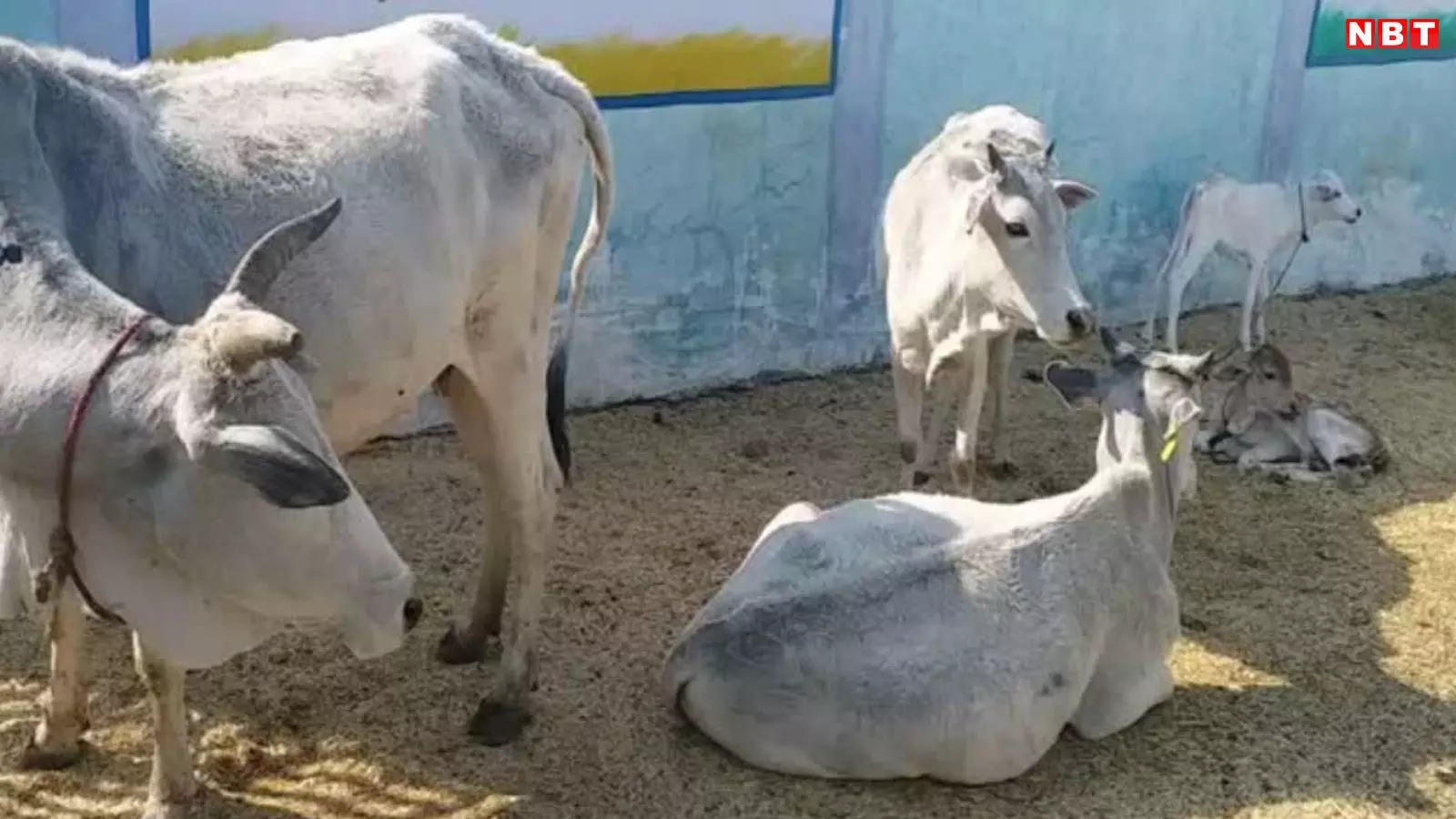 शर्मनाक! गौशाला में मृत पड़ी गाय को नोचकर खा रहे कुत्ते, वीडियो हुआ वायरल तो SDM ने दिए जांच के आदेश