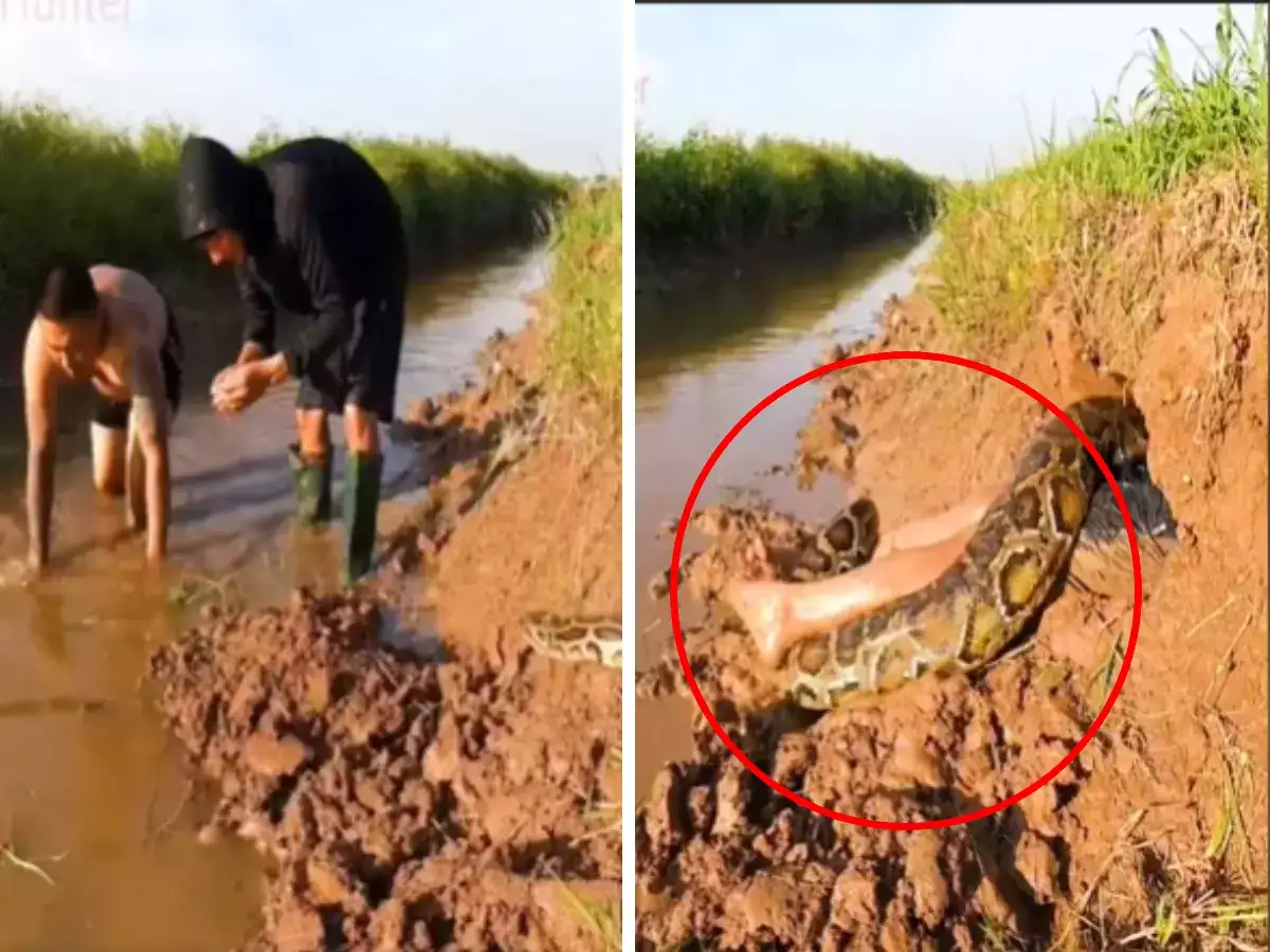How Python Attack,अजगर कशी करतो माणसाची शिकार? हा थरारक Video पाहून ...