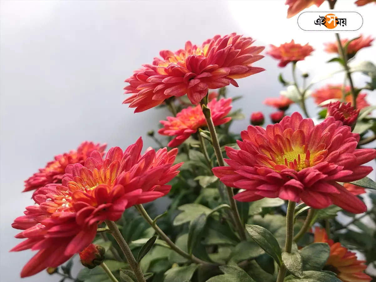 Chrysanthemum Flowers,কৃত্রিম আলোয় ফুটছে চন্দ্রমল্লিকা, আঁধার গ্রামের জমিতে রোশনাই – florists are blooming chrysanthemum flowers by lighting led bulbs in nadia