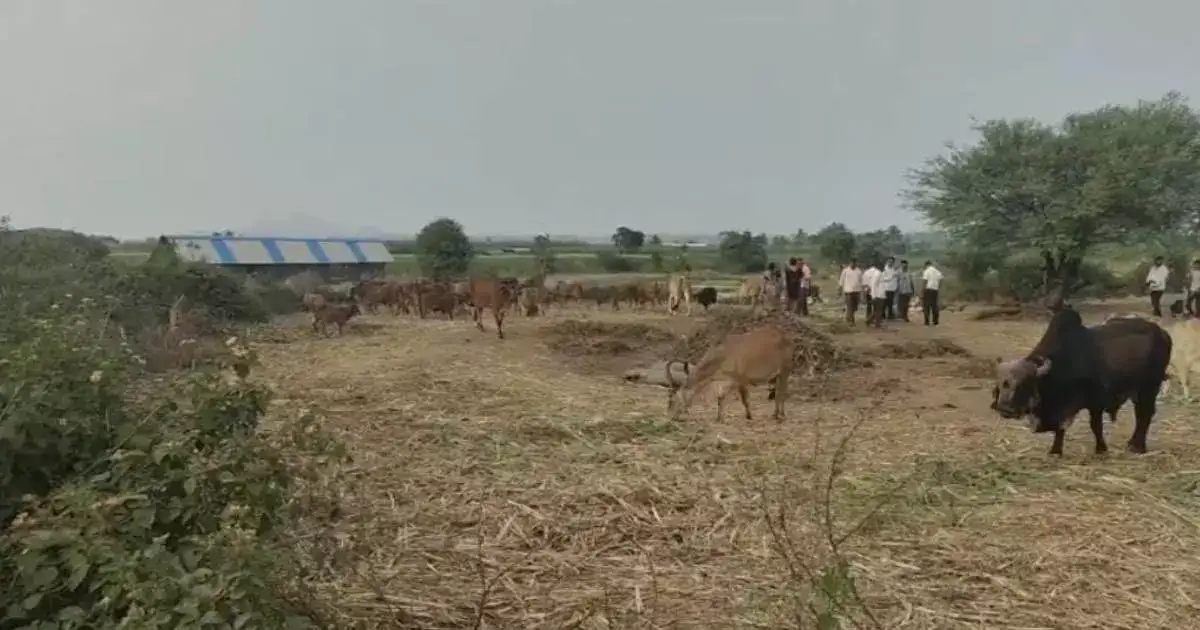 पुण्यात बटाट्याचा पाला खायला दिल्यानं ४० गाईंना विषबाधा, २० गाईंचा मृत्यू, लाखोंचं नुकसान पुण्यात बटाट्याचा पाला खायला दिल्यानं ४० गाईंना विषबाधा, २० गाईंचा मृत्यू, लाखोंचं नुकसान