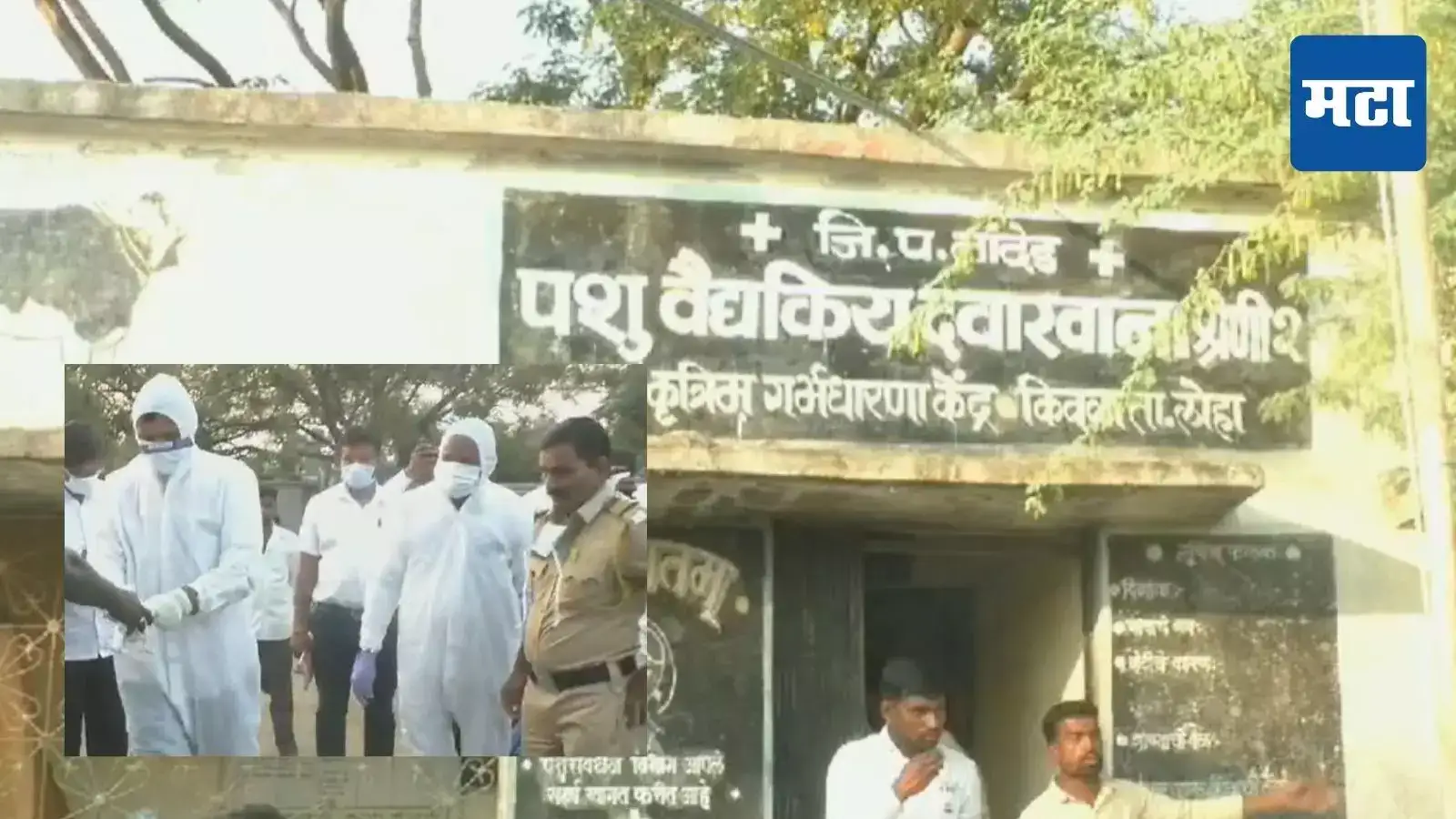 मराठवाड्यात बर्ड फ्लूचा शिरकाव, लातूरनंतर नांदेडमध्ये प्रादुर्भाव; उपाययोजनेसाठी पशुसंवर्धन विभाग अॅक्शन मोडमध्ये मराठवाड्यात बर्ड फ्लूचा शिरकाव, लातूरनंतर नांदेडमध्ये प्रादुर्भाव; उपाययोजनेसाठी पशुसंवर्धन विभाग अॅक्शन मोडमध्ये