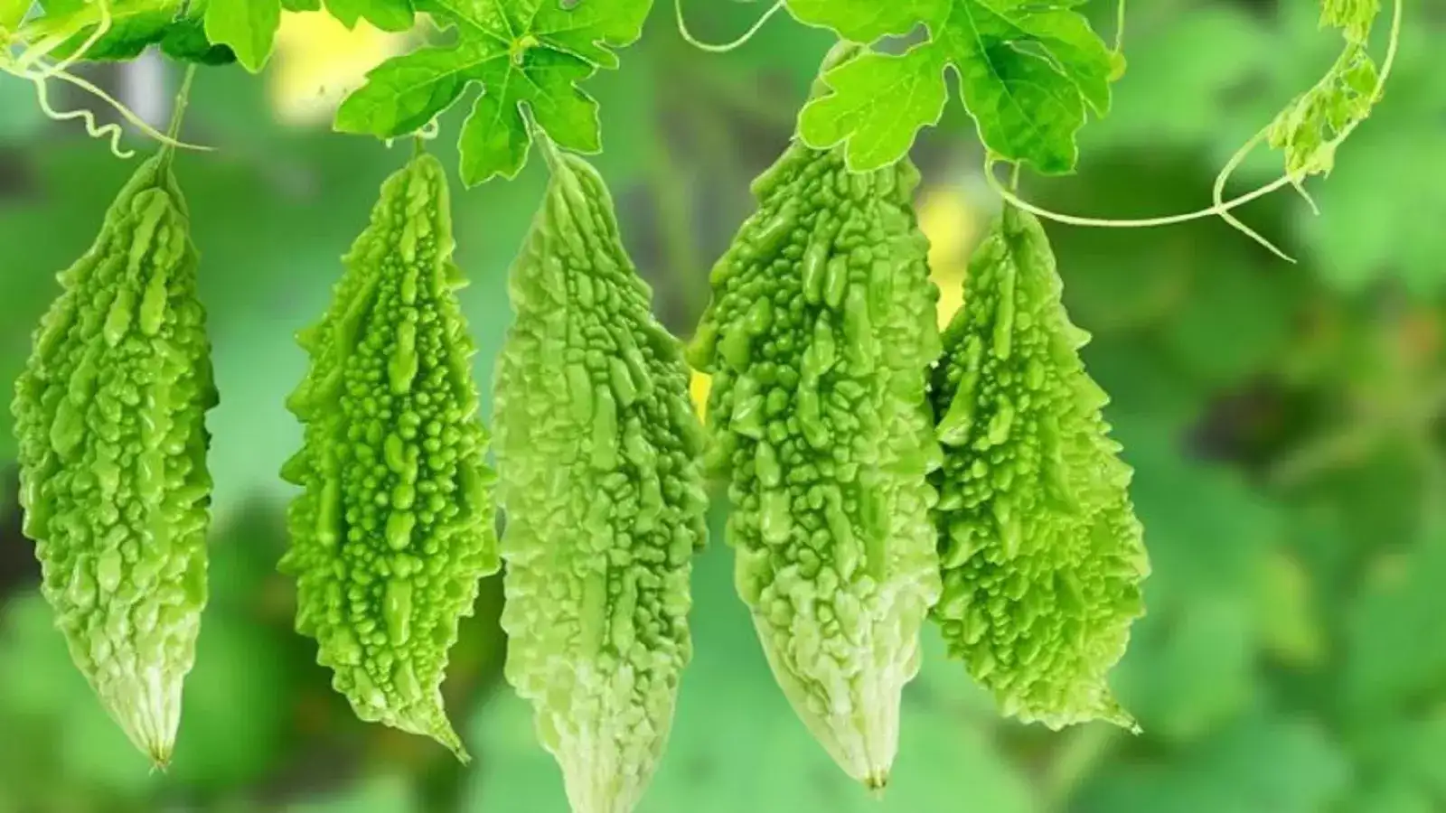 பாகற்காய் விலை வீழ்ச்சி.. இன்றைய காய்கறி விலைப் பட்டியல்! 