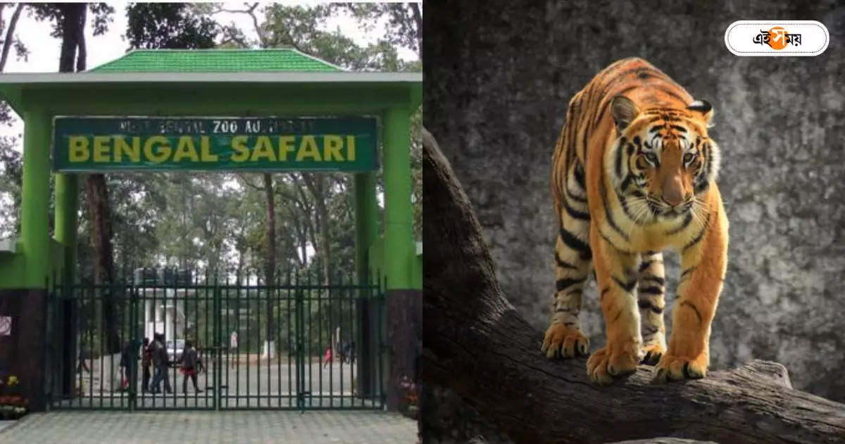 Bengal Safari Park Tour : বেঙ্গল সাফারি পার্কে শোকের ছায়া! নয়া সদস্যের অকাল মৃত্যুতে ‘হতাশ’ কর্তৃপক্ষ – bengal safari park royal bengal tiger cub died for various diseases