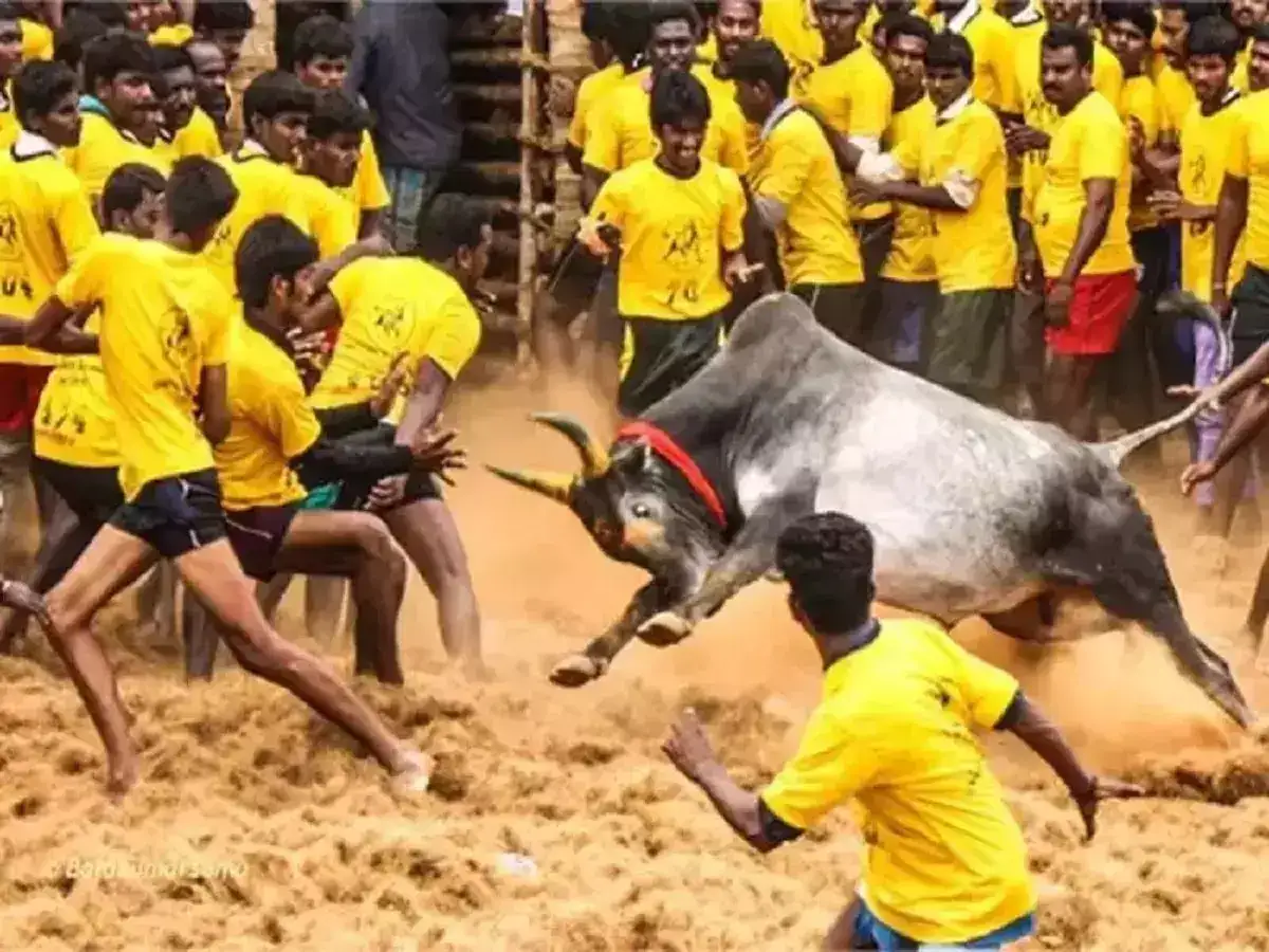 திருநல்லூர் ஜல்லிக்கட்டு போட்டி.. சீறிய காளைகள்! 