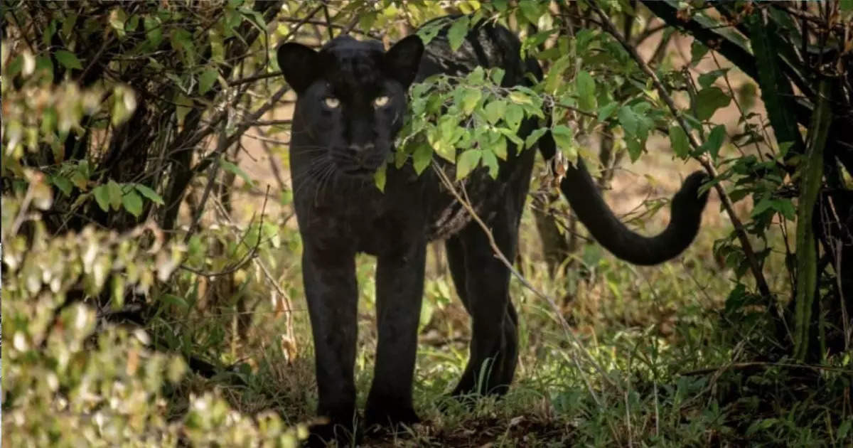 आंबोलीच्या जंगलामध्ये ३ वर्षानंतर ‘ब्लॅक पँथर’चे दर्शन; जैवविविधतेबाबत पुन्हा एकदा शिक्कामोर्तब