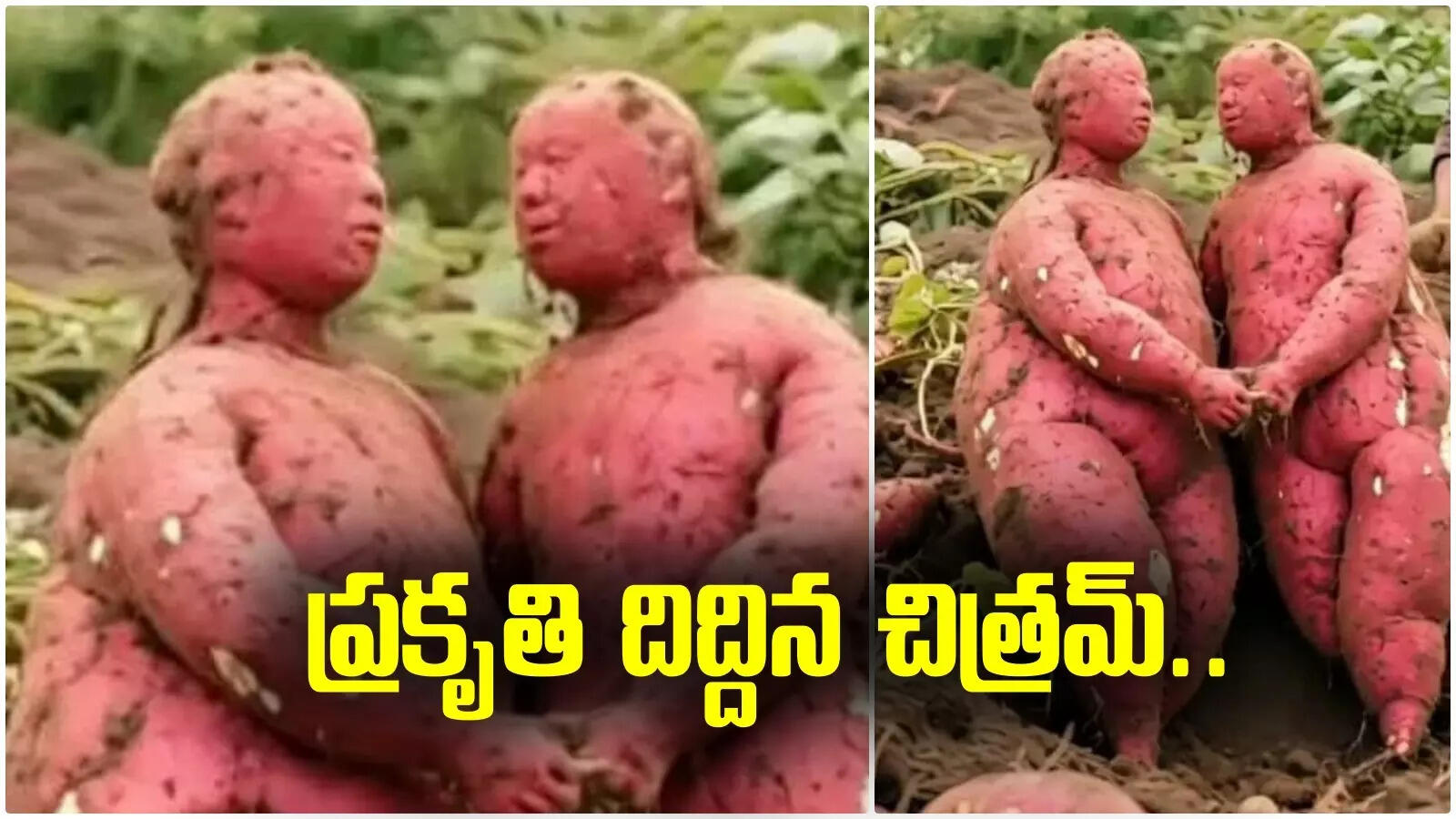 మనిషి రూపంలో చిలగడదుంపలు.. ప్రకృతి సృష్టా.. ఏఐ మాయా..?