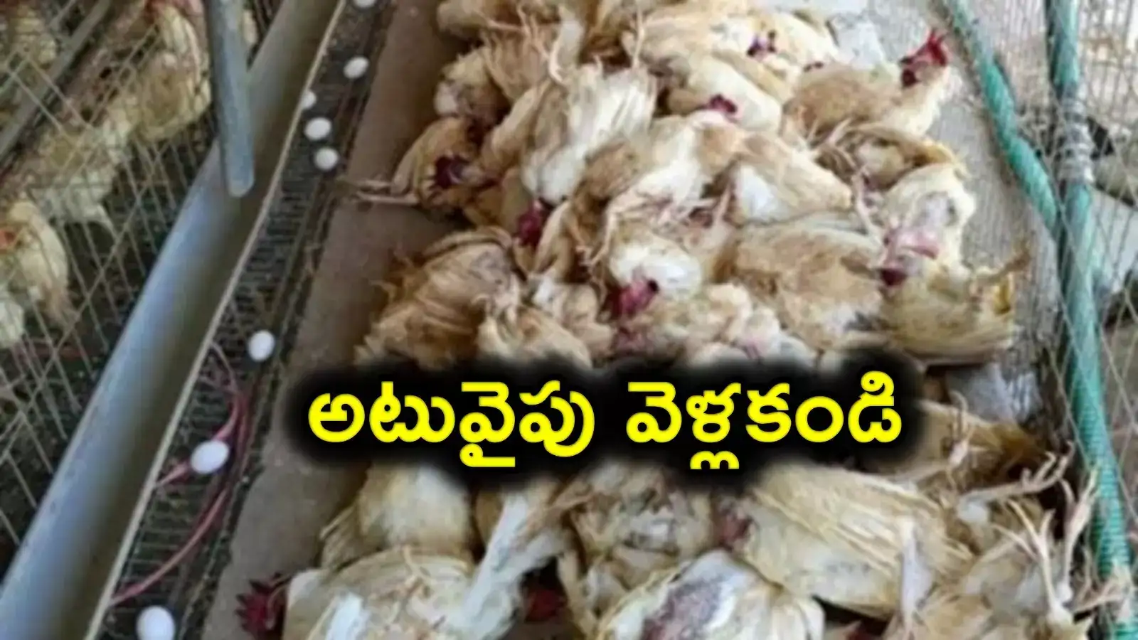 మళ్లీ విజృంభిస్తున్న బర్డ్‌ఫ్లూ.. ఆ ప్రాంతాల వైపు రావొద్దంటూ హెచ్చరికలు..