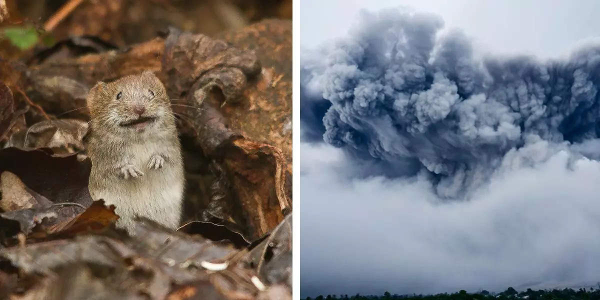 South Africa Plans To Bomb Mice,भाईसाहब गजब हो गया, ये देश चूहों को मारने के लिए 'Bomb' से उड़ाने की कर रहा है प्लानिंग, खर्च करेगा अरबों रुपए - south african plans