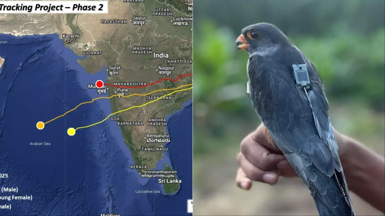 சுப்ரியா சாகு ஐஏஎஸ் 3,100 கி.மீ தூர அப்டேட்… மிரள வைத்த அமுர் ஃபால்கன்- 76 மணி நேரம் விடாமல் பறந்து அசத்தல்! 