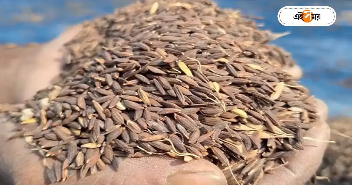 Kalonunia Rice : জি আই ট্যাগের পর ব্যাপক হারে বেড়েছে কালোনুনিয়ার চাষ, হাসি ফুটেছে কৃষকদের মুখেও – farmers getting interest to cultivate kalonunia rice at uttar dinajpur after gi tag