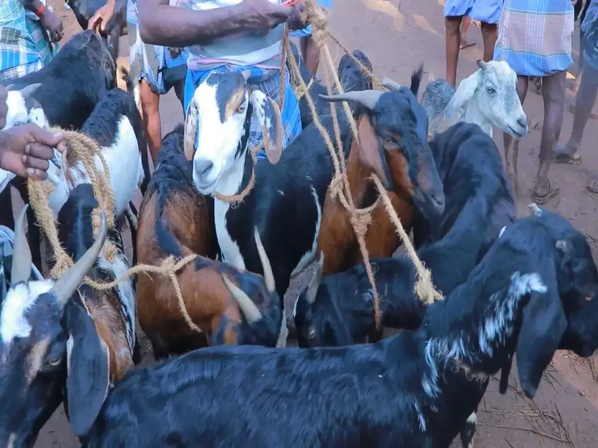தீபாவளி எதிரொலி! மதுரை மேலூரில் 2 கோடிக்கு மேல் ஆடுகள் விற்பனை அமோகம்! 