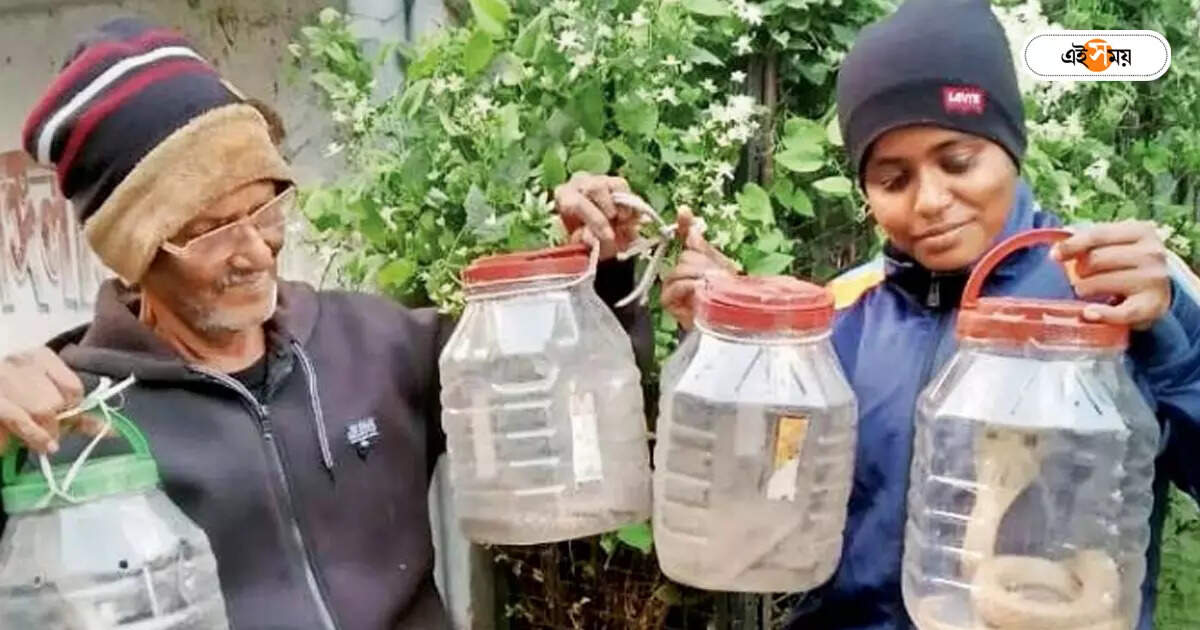 Snake Rescued : মাঘেও ঘুম ভাঙছে সাপেদের, কালনায় উদ্ধার চার গোখরো – four gokhro snake rescued from kalna east satgachi area