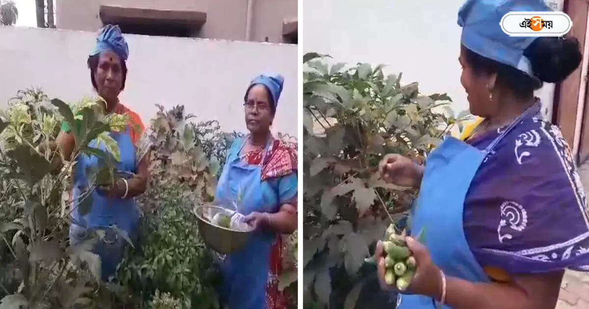 Mid Day Meal,মিড ডে মিলের সবজি চাষ হচ্ছে স্কুলেই, পড়ুয়াদের জন্য অভিনব উদ্যোগ নদিয়ায় – mid day meal vegetables cultivated at nadia primary school garden
