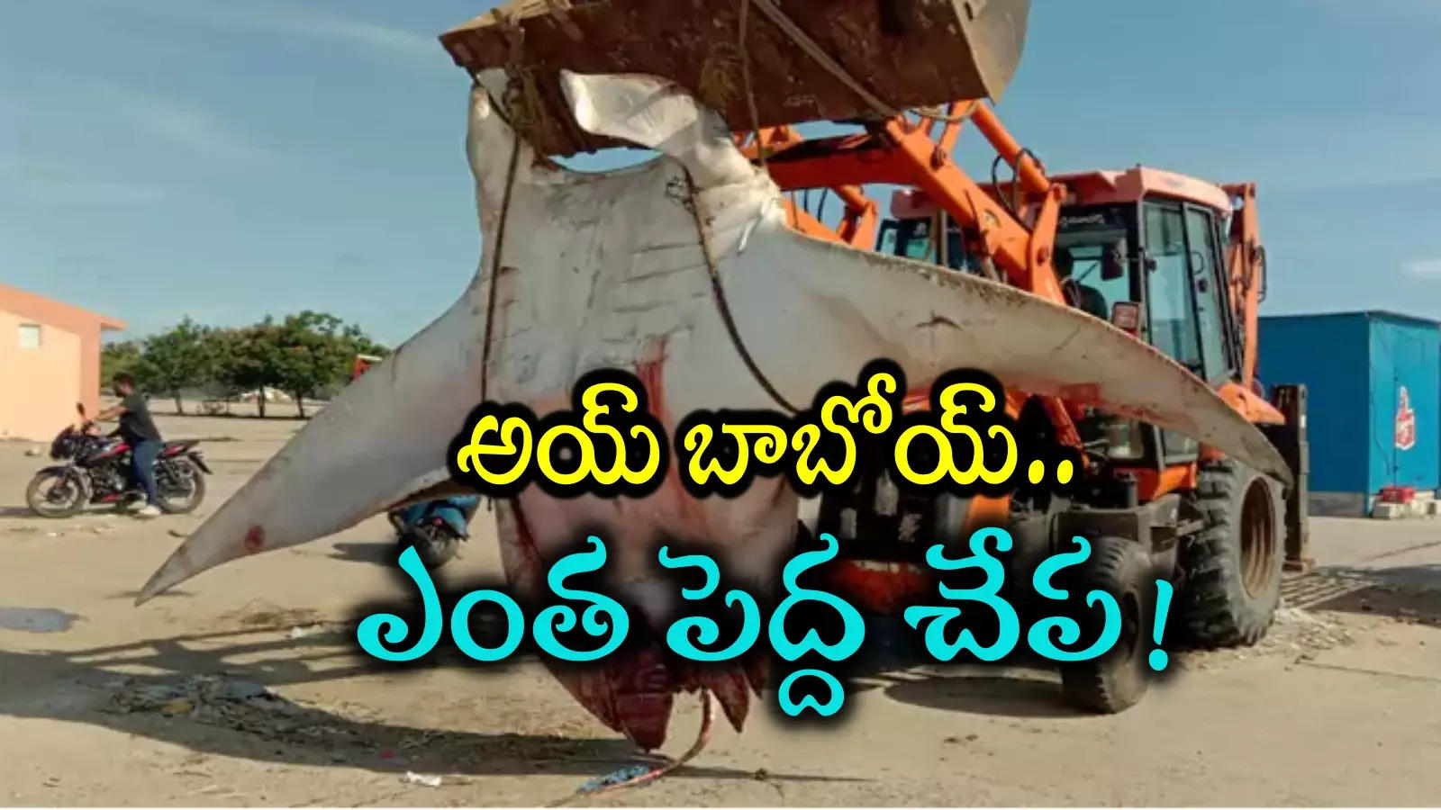 Teku Fish: జాలర్లకు జాక్ పాట్.. వలలో చిక్కిన భారీ టేకు చేప.. ఎన్ని కేజీలో తెలిస్తే నోరెళ్లబెడతారు..!