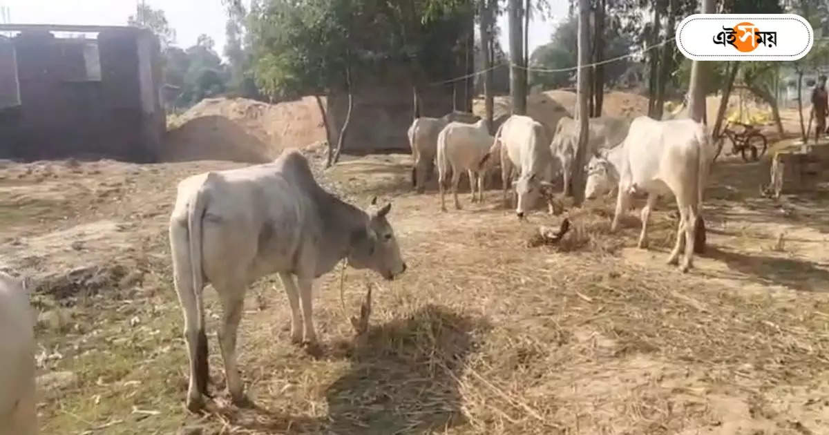 Cattle Smuggling Case : কেষ্টর গ্রেফতারির পরও রমরমিয়ে চলেছে র‌্যাকেট! বীরভূমে পুলিশের জালে ৪০৯ গোরু – birbhum district police seized many cows from cattle smuggler