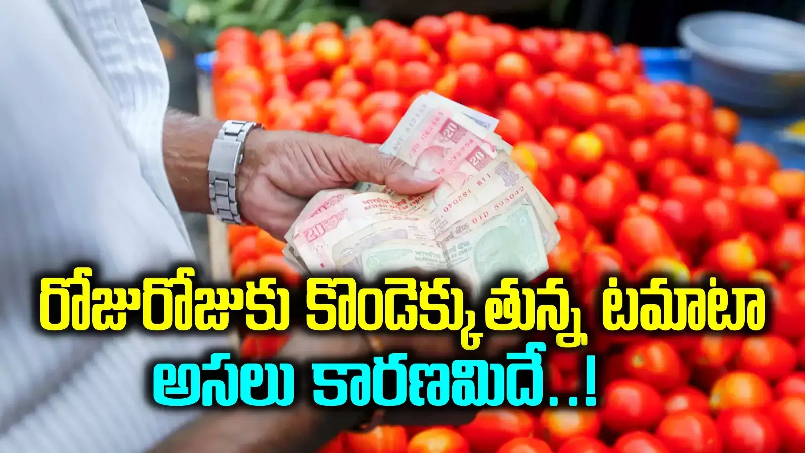 అమాంతంగా పెరిగిపోయిన టమాటా ధరలు.. 15 రోజుల్లోనే ట్రిపుల్.. అసలు కారణాలివే..!