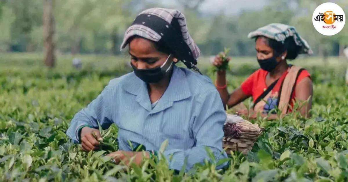 Siliguri Tea Garden: বোনাসের বিক্ষোভে এ বার কাজ বন্ধ পাহাড়ের বাগানে – siliguri tea garden workers start protests over bonus