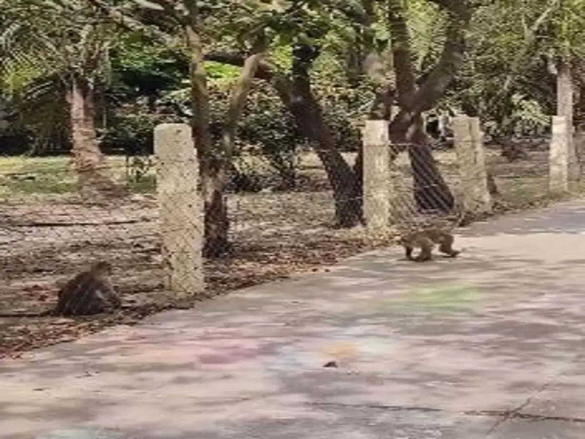 நாகை அருகே குரங்குகள் தொல்லையால் மக்கள் அவதி! 