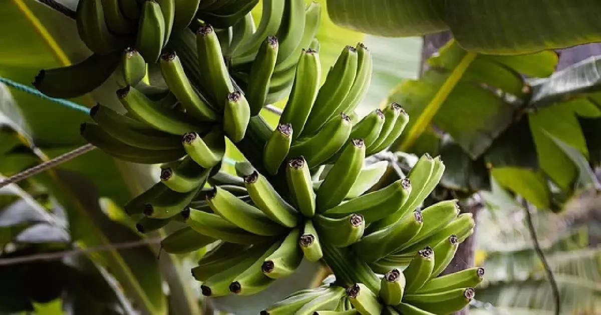 Thrissur Anti-K Rail Movement: Bananas from Babu’s Field Auctioned for Over 60,000 Rupees