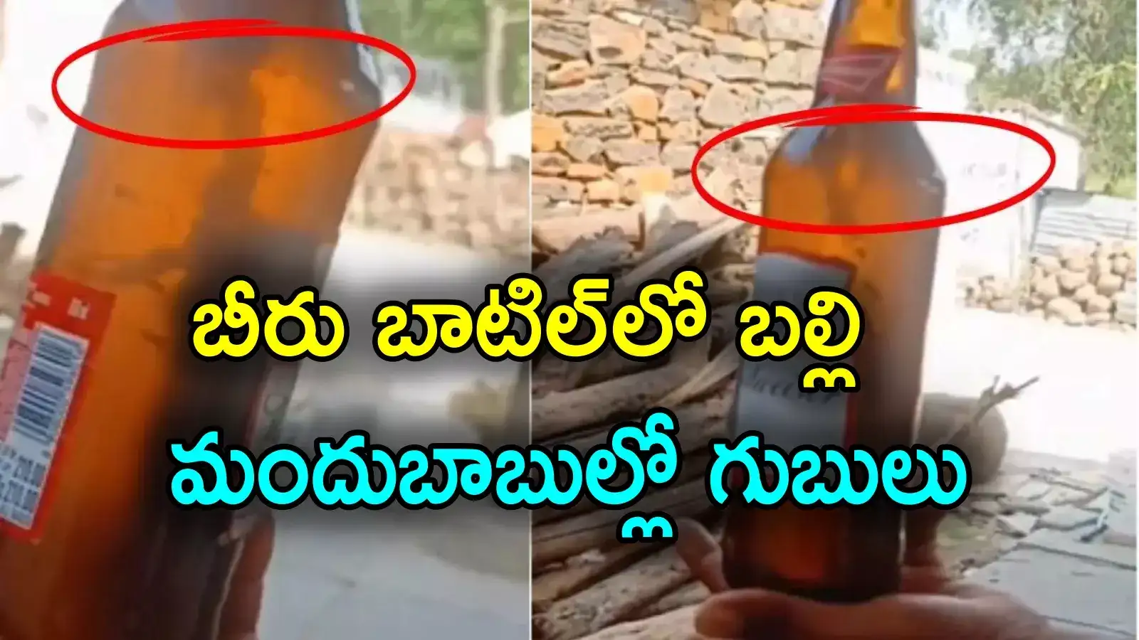 బీ అలర్ట్.. బీరులో బల్లి అవశేషాలు, అవాక్కైన మందుబాబు.. వీడియో వైరల్