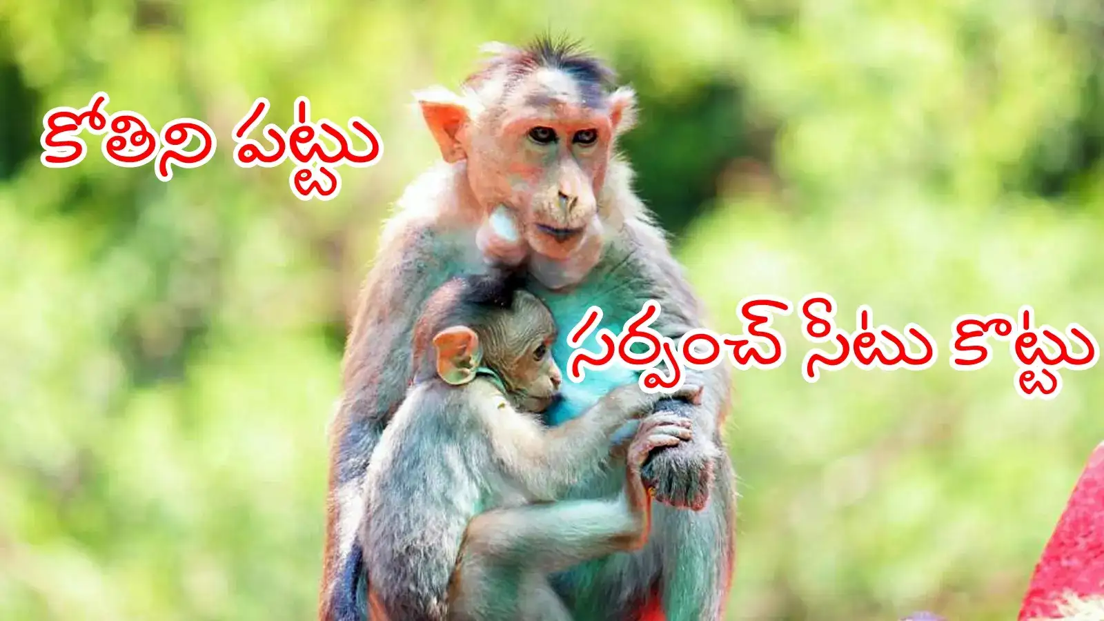 కోతులను పట్టుకుంటావా.. అయితే నువ్వే సర్పంచ్! పంచాయతీ ఎన్నికల్లో 'కోతి' తిప్పలు!!