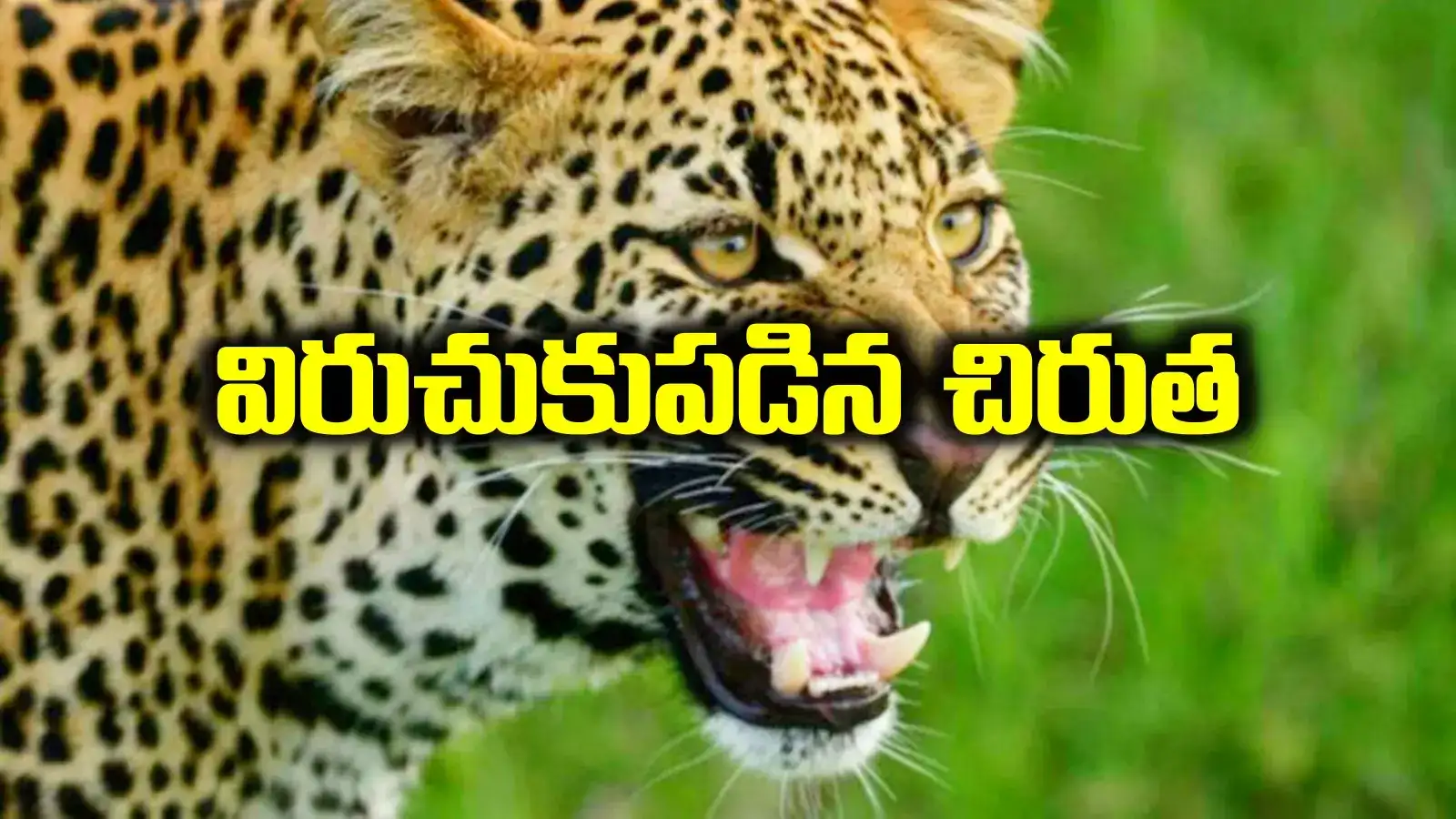 బహిర్భూమికి వెళ్లిన మహిళపై చిరుత దాడి.. తీవ్ర గాయాలు.. కేకలు వేయటంతో..!