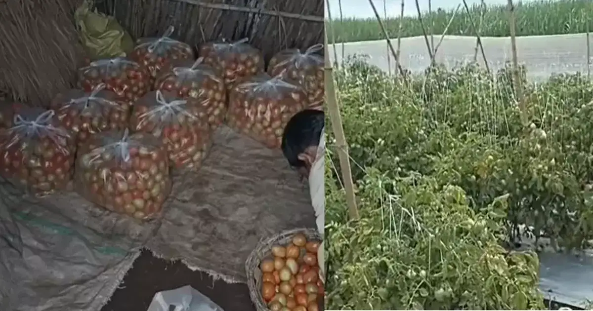 शेतात सोनं उगवलं,सुगीचे दिवस आले, पण चोरट्यांनी २५ गुंठ्यातील सगळा टोमॅटो चोरुन नेला शेतात सोनं उगवलं,सुगीचे दिवस आले, पण चोरट्यांनी २५ गुंठ्यातील सगळा टोमॅटो चोरुन नेला