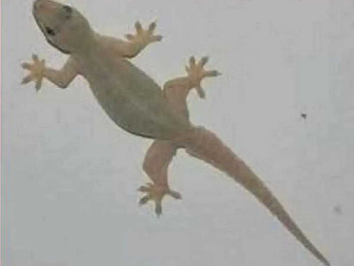 Lizard Falling Effects,ನಿಮ್ಮ ದೇಹದ ಯಾವ ಭಾಗಗಳ ಮೇಲೆ ಹಲ್ಲಿ ಬಿದ್ದರೆ ಏನರ್ಥ