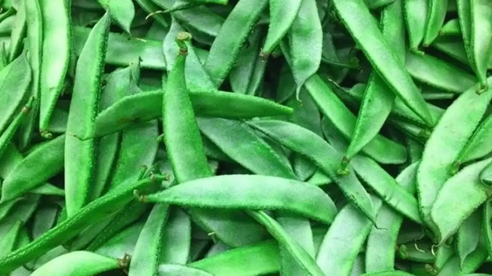 அவரைக்காய் விலை அதிரடி உயர்வு.. இன்றைய விலைப் பட்டியல்! 