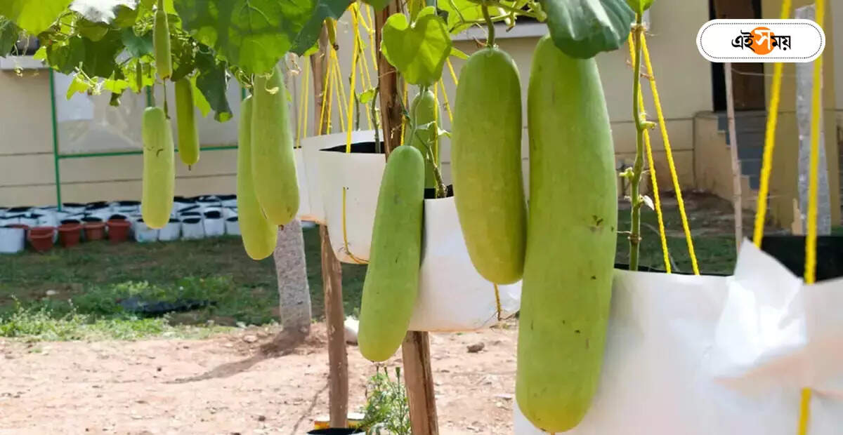 Bottle Gourd,লম্বায় ৬ ফুট! লম্বুজি লাউ নিয়ে সেলফি তোলার হিরিক – ranaghat resident deepak cultivated more than six feet long bottle gourd