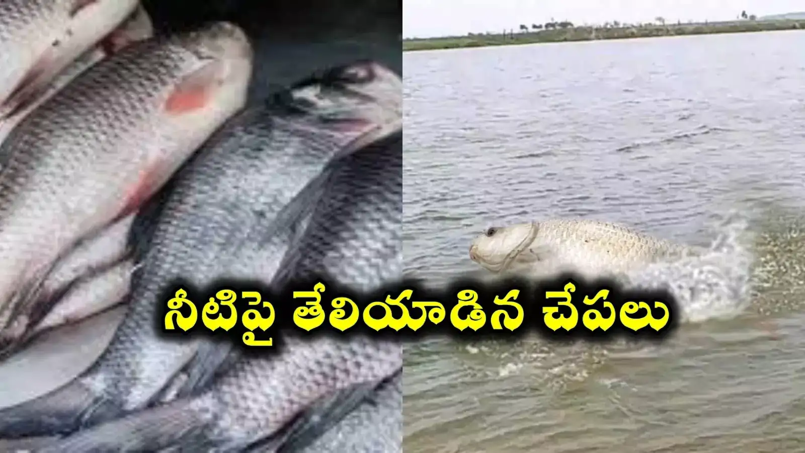 చెరువులో నీటిపైనే తేలియాడిన చేపలు.. దొరికినన్ని పట్టుకెళ్లిన ప్రజలు..