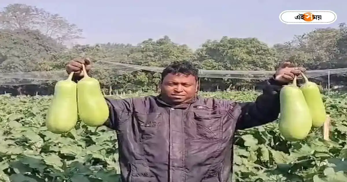 Brinjal Cultivation : ওজনে প্রায় ২ কিলো! ‘বাদশাহি বেগুন’ ফলিয়ে তাক লাগাচ্ছেন মালদার চাষি – special big size brinjal is being cultivated in selected land at malda