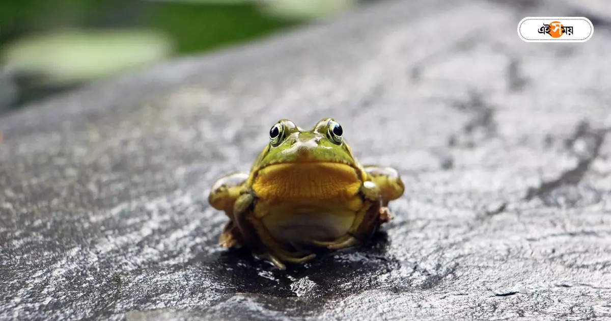 Smallest Species Frog,ঝাড়গ্রামে খোঁজ ব্যাঙের অন্যতম ক্ষুদ্র প্রজাতির! – one of the smallest species frog found in jhargram