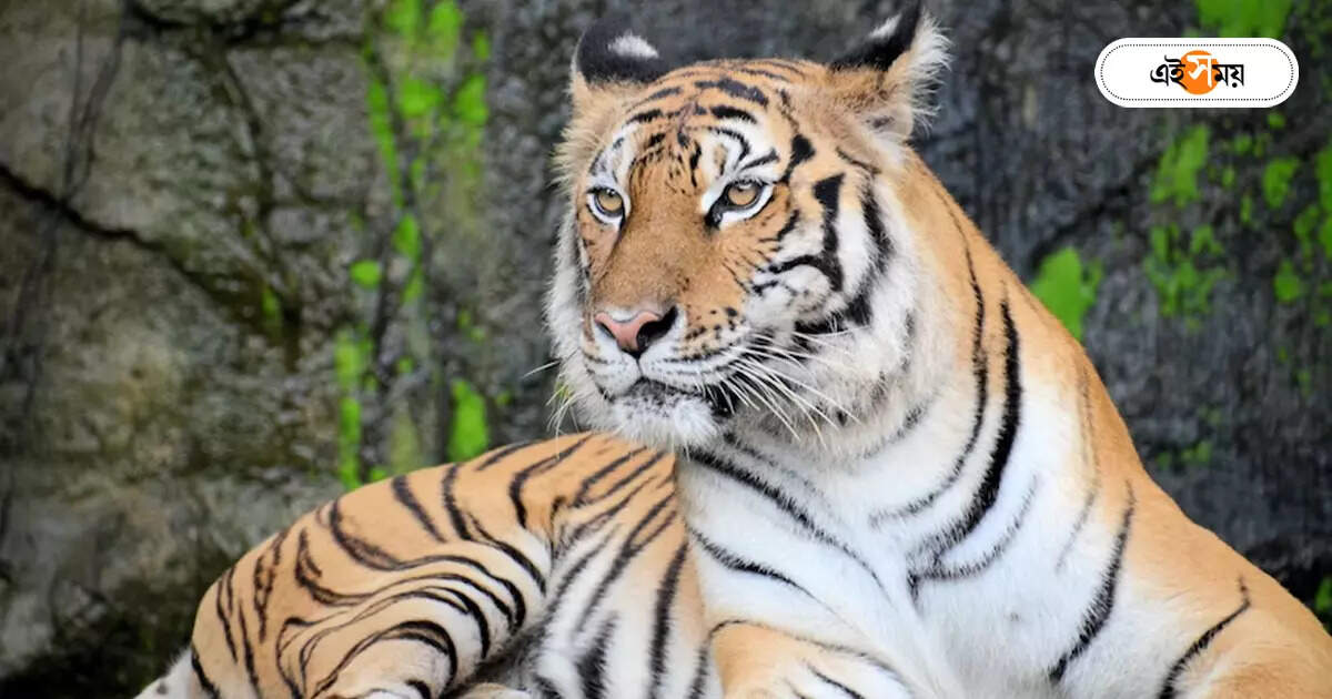 Royal Bengal Tiger : বদনাম ঘুচল বক্সার, প্রথম দশে সুন্দরবন – south bengal tiger project has crossed 100 number royal bengal tiger in sundarban