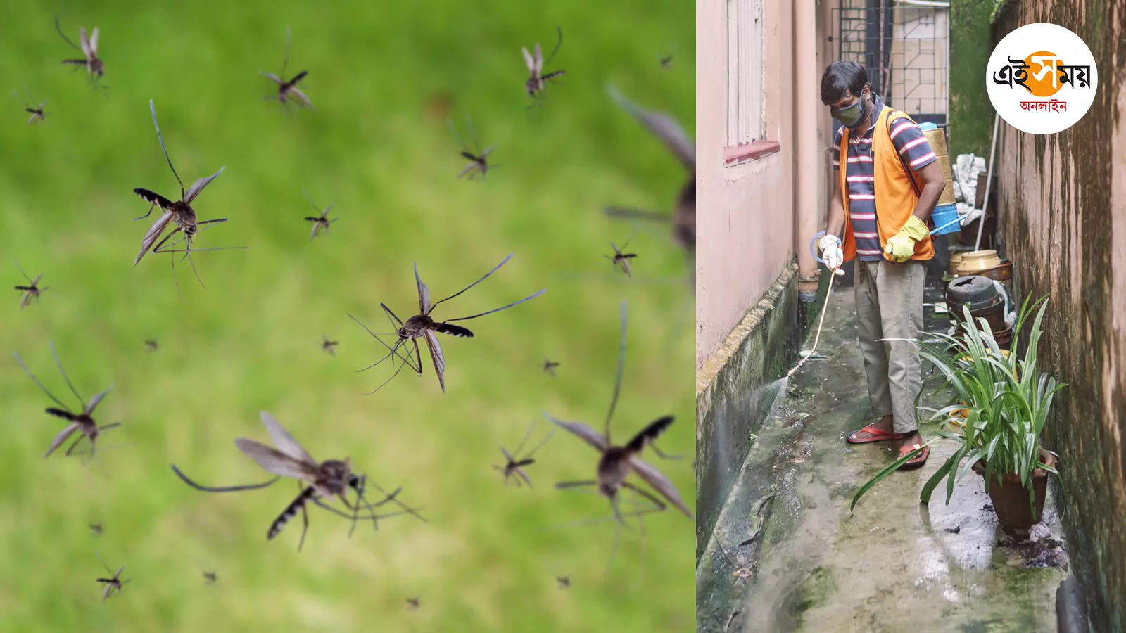 Dengue Situation,বছরভর ‘সজাগ’ থেকেই ভরা মরশুমে ডেঙ্গি-রোধ – dengue situation giving relief kolkata municipality health department