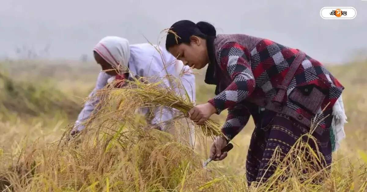 West Bengal Government,প্রবল ঠান্ডায় ক্ষতি ফসলে – state agriculture department has issued a special alert cold damages crops