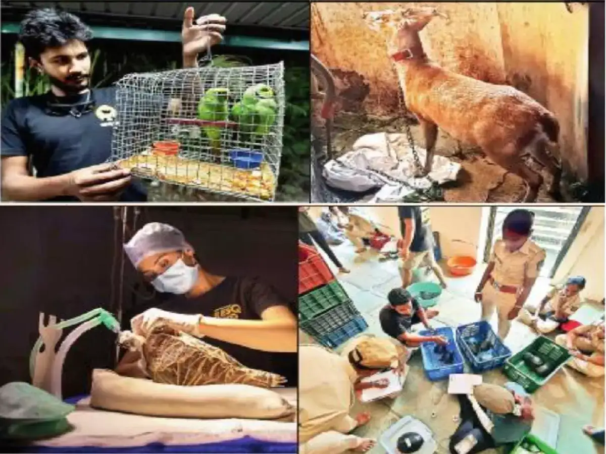 Wildlife Trafficking: वन्यप्राणी तस्करीचे लोण पुण्यापर्यंत; ५ वर्षांत कारवाईतून २,३११ वन्यप्राणी ताब्यात Wildlife Trafficking: वन्यप्राणी तस्करीचे लोण पुण्यापर्यंत; ५ वर्षांत कारवाईतून २,३११ वन्यप्राणी ताब्यात