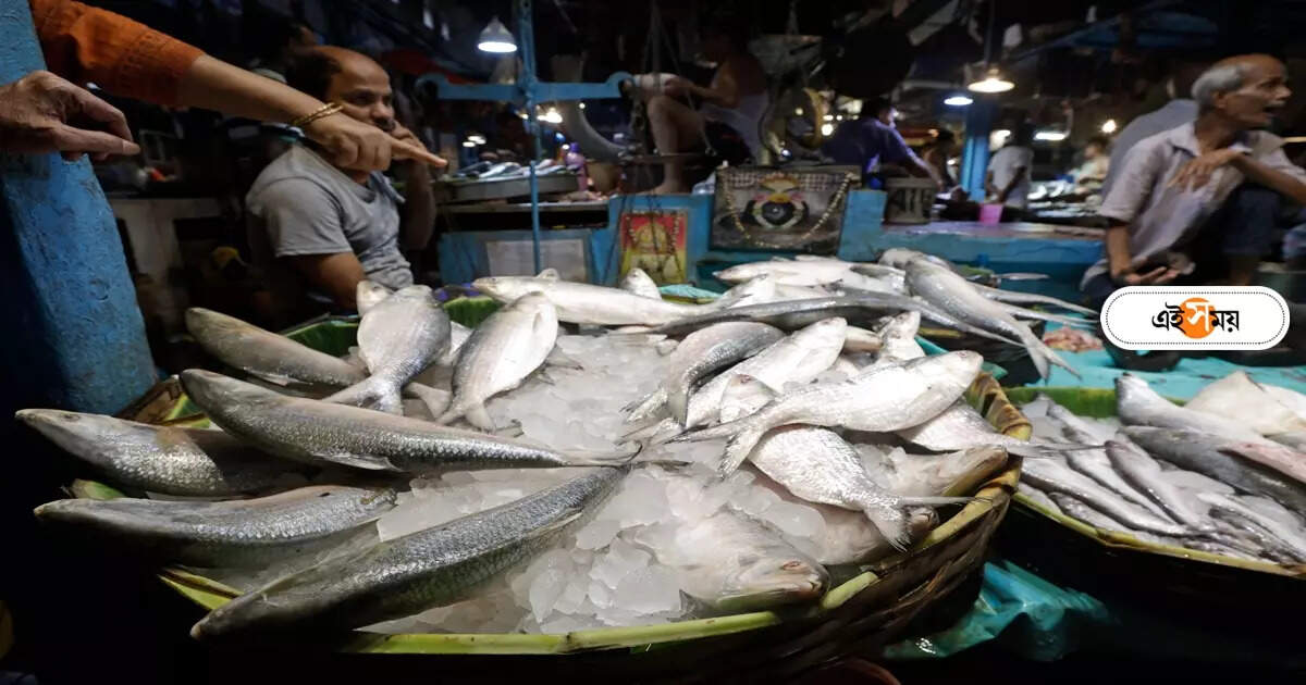 Hilsa Fish Price: জলঙ্গির পদ্মায় মৎস্যজীবীদের জালে পেল্লাই সাইজের ইলিশ, দাম কত জানেন? – padma ilish is caught by fisherman sold at baharampur market