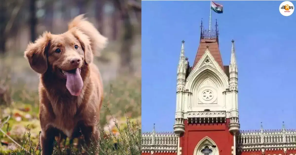 Calcutta High Court: লাইসেন্স ছাড়াই পোষ্য বিক্রি, জবাব চায় কোর্ট – calcutta high court sought state statement on pet selling without license