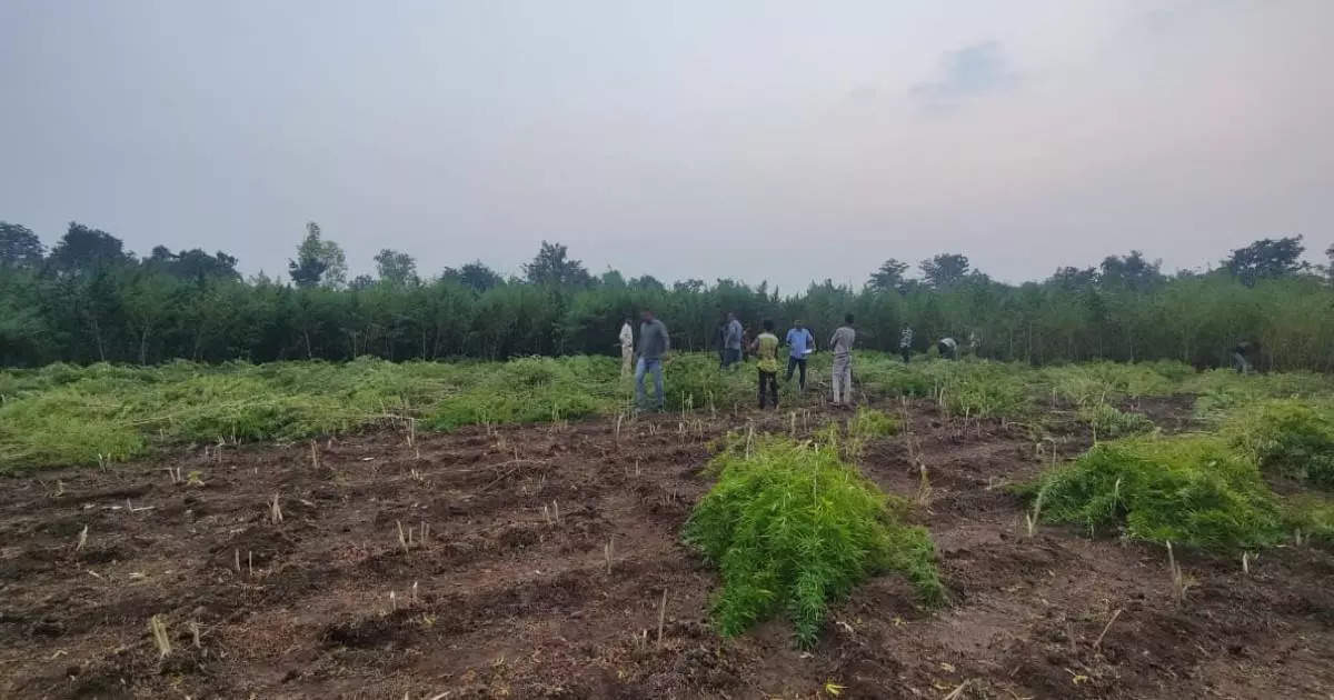 तूर कापसाच्या शेतीत भलत्याच पिकाची लागवड, LCB ला टीप मिळताच पोलीस शेतात पोहोचले अन्..