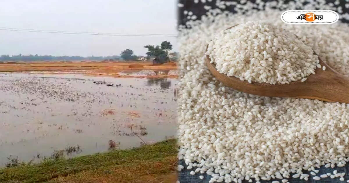 Gobindobhog Rice : অকাল বৃষ্টিতে নষ্ট বিস্তীর্ণ চাষের জমি, বাড়ন্ত হবে গোবিন্দভোগ চাল? – gobindobhog rice cultivation under threat for untimely rain at purba bardhaman