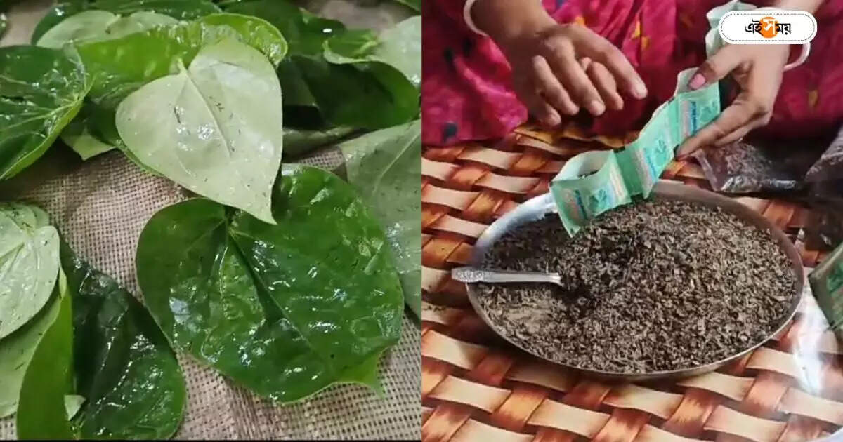 Betel Benefits : গুঁড়ো থেকে শরবত! পান দিয়ে ‘খেল’ দেখিয়ে চর্চায় বাংলার হরিপদ, দেখুন ছবি – purba medinipur man discover several process for pan processing