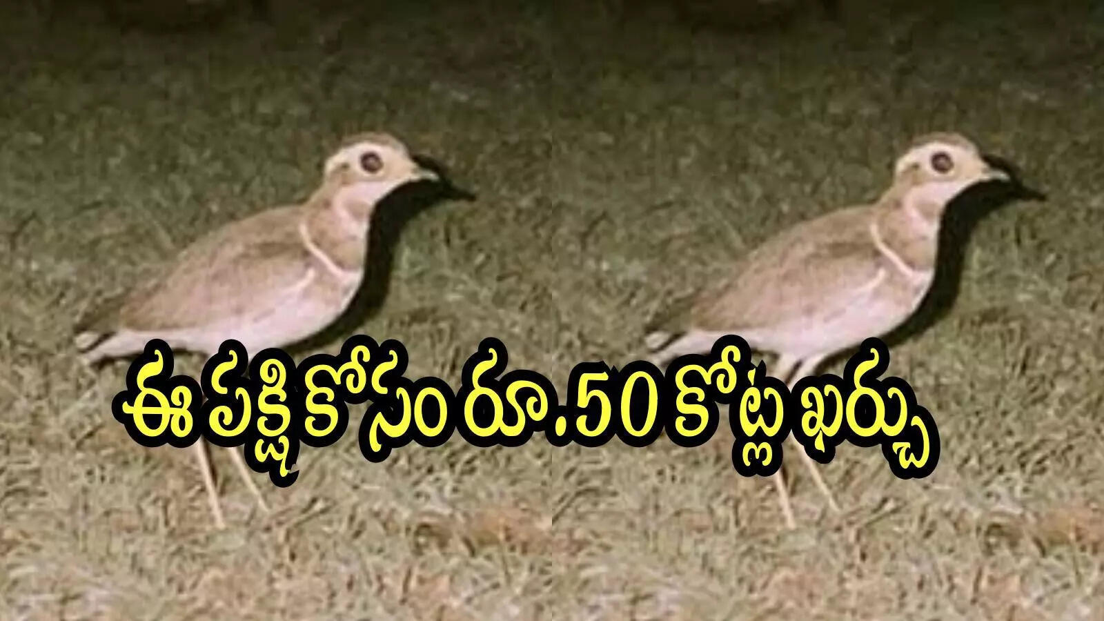 ఈ పక్షిని కనిపెట్టడానికి రూ.50 కోట్లు ఖర్చు.. ఆ జిల్లాలో ఉన్నట్లు గుర్తించారు, ప్రత్యేకత ఏంటి
