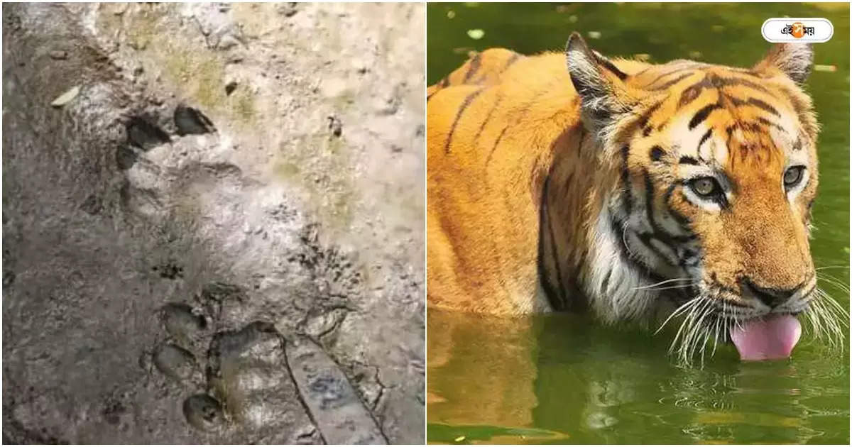 Sundarban Royal Bengal Tiger : কাকদ্বীপে বাঘের আতঙ্ক, মিলল পায়ের ছাপও! ঘুম উড়ল বাসিন্দাদের – royal bengal tiger panic at south 24 parganas kakdwip