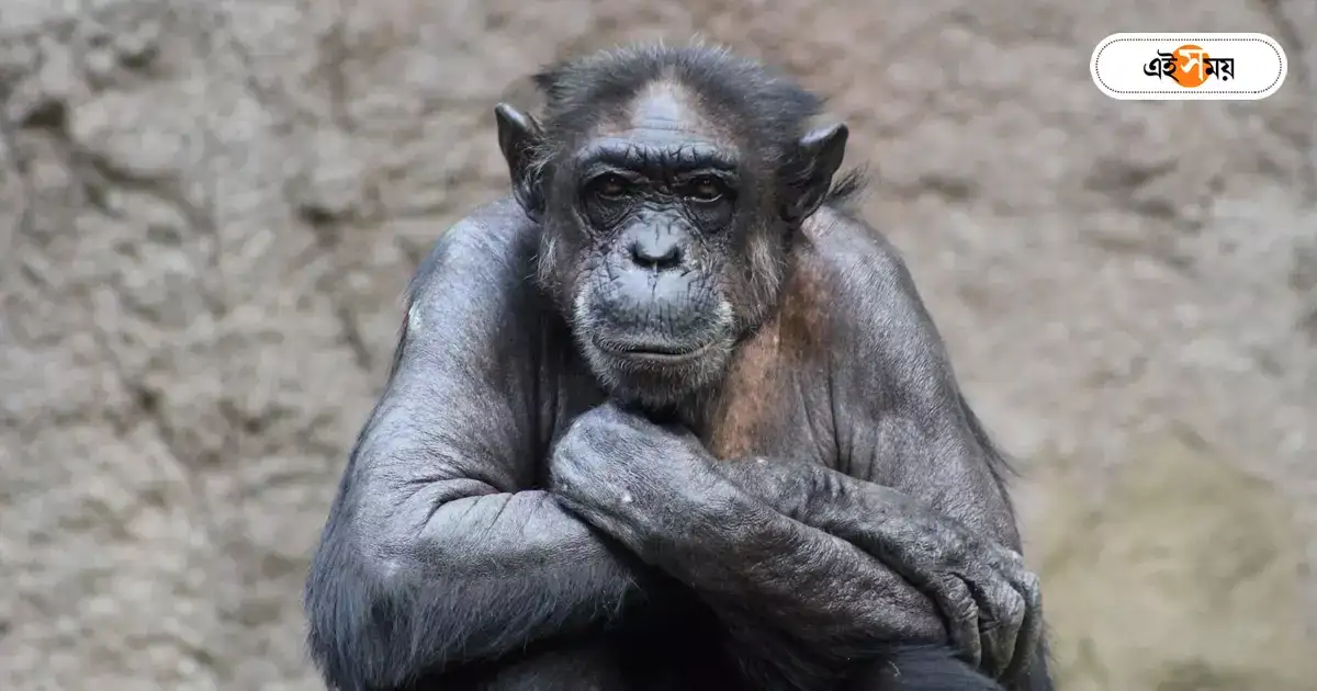 বিশ্ব শিম্পাঞ্জি দিবসে বাবুরাই প্রধান অতিথি – babu chimpanzee was chief guest at alipore zoo at world chimpanzee day program