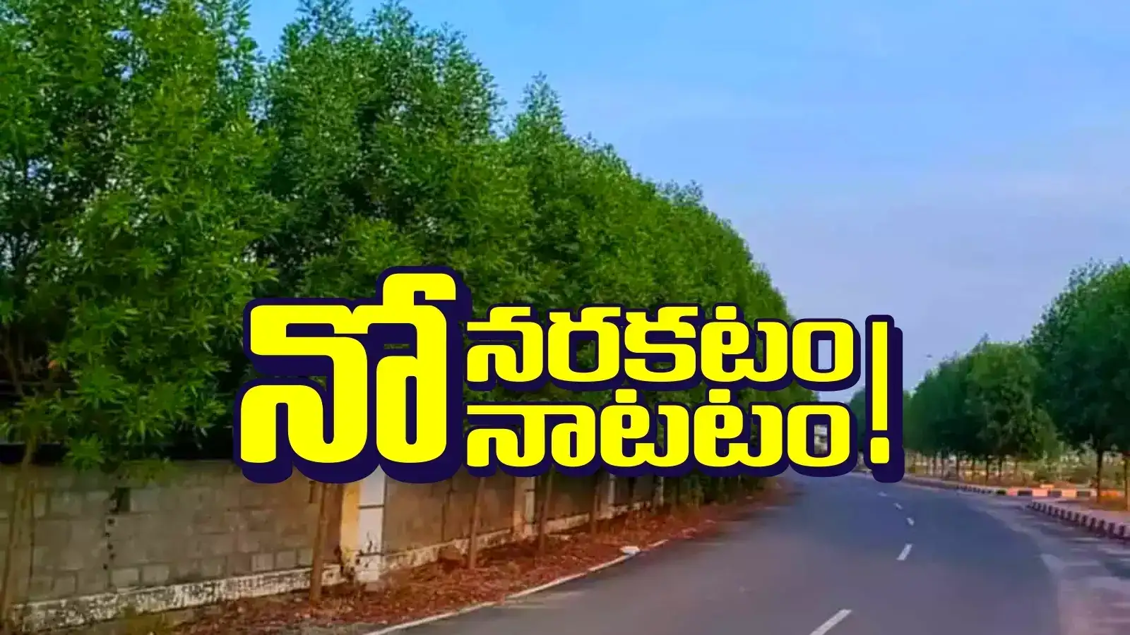 కోనో కార్పస్‌ మొక్కలపై కేంద్రం కీలక నిర్ణయం.. అలా చేస్తే చర్యలు తప్పవని GHMC వార్నింగ్..!