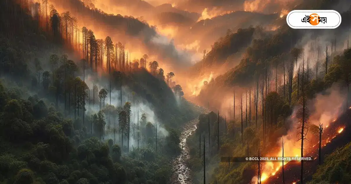 Kurseong Hills Forest Fire,বৃষ্টিতে নিভল আগুন, রক্ষা পাহাড়ের বনাঞ্চল – kurseong gidda hills forest fire extinguished by rain