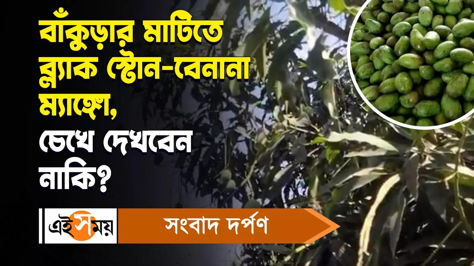 Bankura Mango : বাঁকুড়ার মাটিতে ব্ল্যাক স্টোন বেনানা ম্যাঙ্গো, চেখে দেখবেন নাকি? – bankura famous black stone banana mango watch bengali video