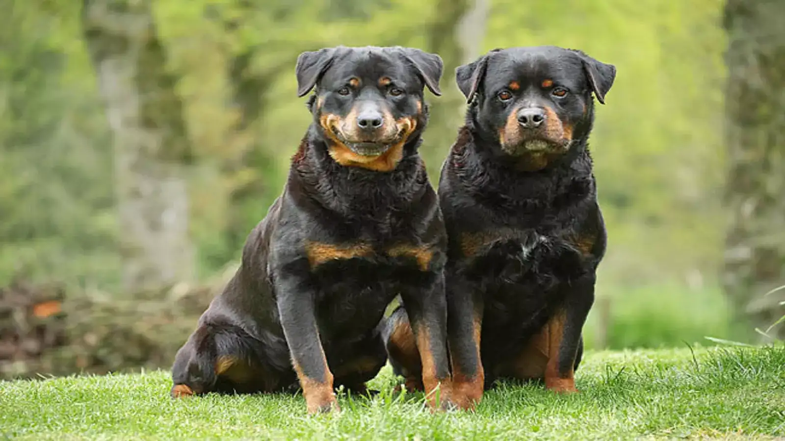 ராட்வீலர் நாய்களை பிடிக்க இவ்வளவு சிக்கலா? சென்னை மாநகராட்சி அதிகாரிகள் கூறுவது என்ன? 